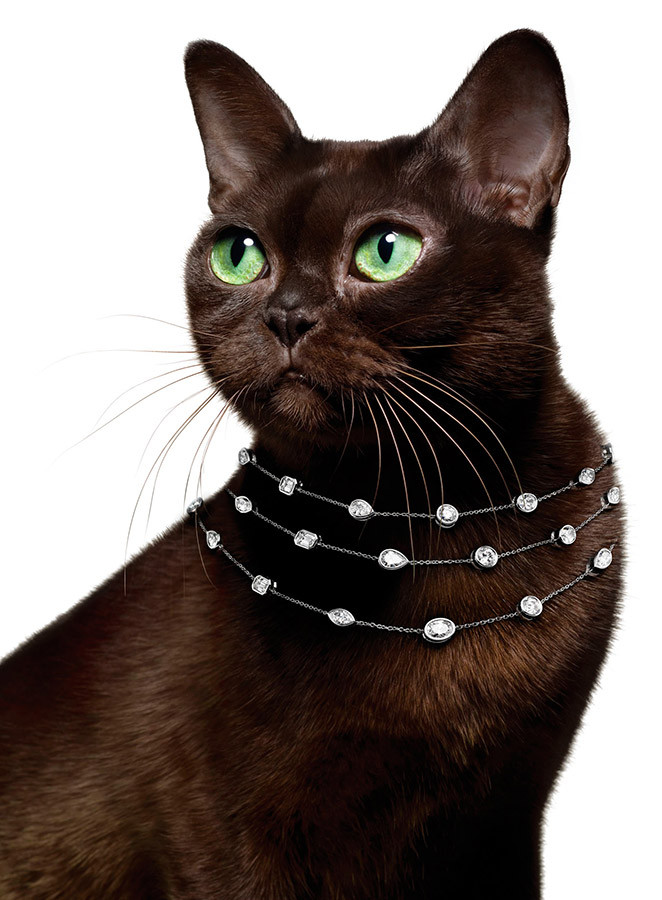 Famous-Photographer-Laziz-Hamani-CAT_necklace-7