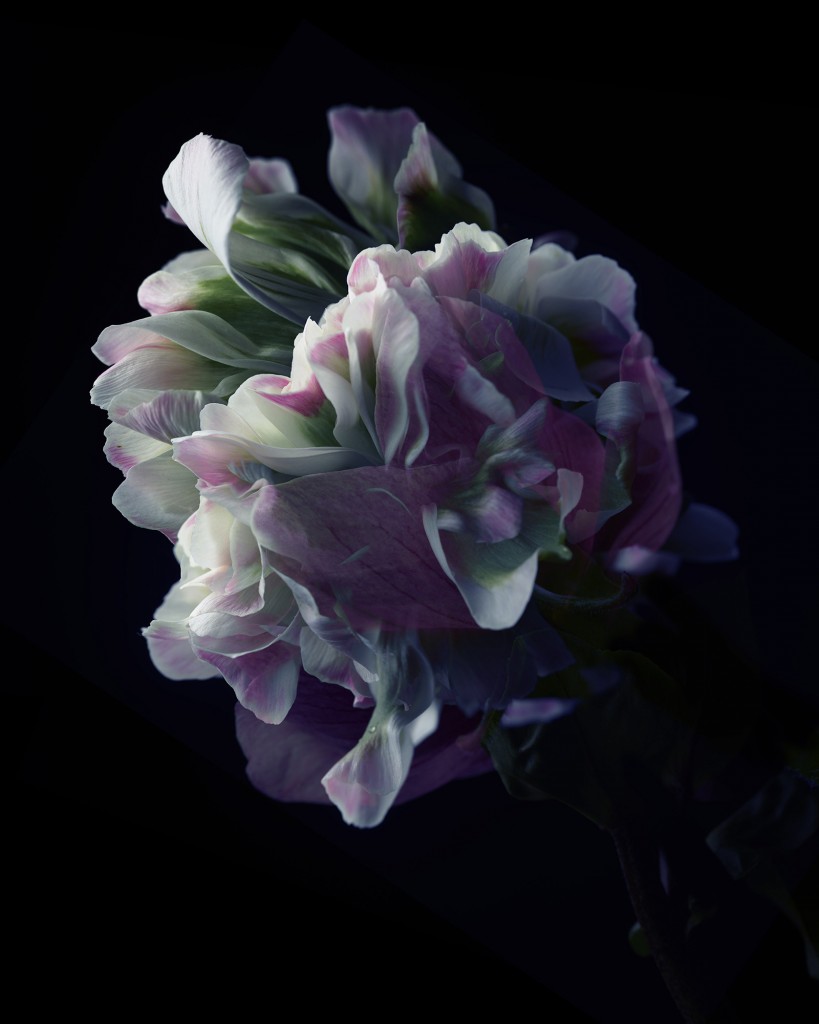 Flowers By Photographer Nicholas Alan Cope-2